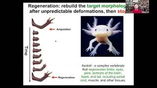 Toward AI-Driven Discovery of Electroceuticals - Dr. Michael Levin