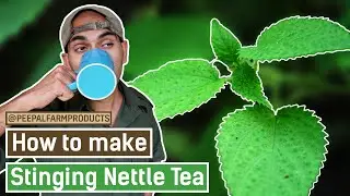 How to Make Stinging Nettle Tea | Bichu buti ka chai kaise banta hai? | बिच्छू बूटी की चाय
