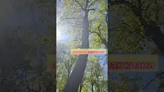 #стример #shots #нейрографика #shortvideo #рисую #психология смотри в комментарии ссылку.