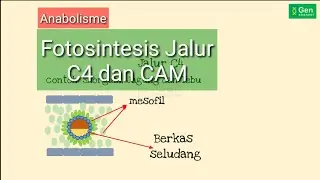 Anabolisme: Fotosintesis Jalur C4 dan CAM