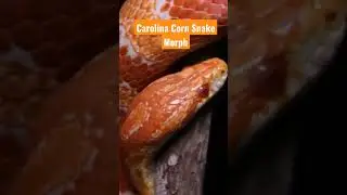 The Carolina Corn Snake Morph!