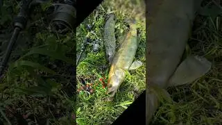 Судак на джиг. Комплект от Дайва Лювиас