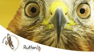 Raptors Conservation Action (Rufford Small Grant)