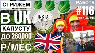 🇬🇧Работа в Англии от Agri-HR, капустная ферма