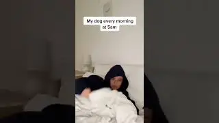 My dog every morning at 5am #dog #goodmorning #animals #doglover