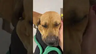 Indie gets head pets