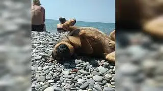 Собака- улыбака)))
