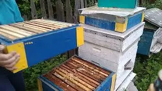 Осмотр семей 15 05 2022