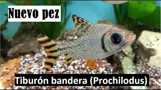 Tiburón bandera Prochilodus