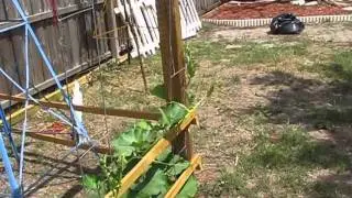 My Garden 4