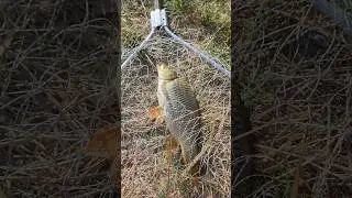 First catch 