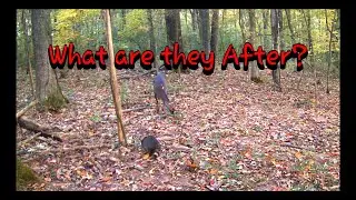 What are they after?