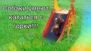 Собака ши-тцу катается с горки! / Весёлая прогулка !