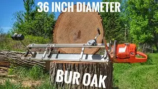 Chainsaw Milling 36” Diameter Bur Oak Cookies! // Extended cut