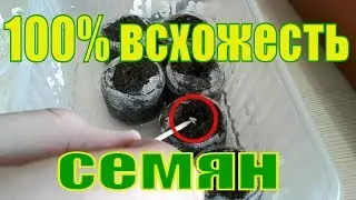 СЕМЕНА ПРОРОСЛИ.ГОТОВЛЮ ПОЧВОГРУНТ. ЧЕМ УВЛАЖНЯЮ.СЕЮ СЕМЕНА.РАССАДА 2019.