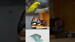 finch bird voice