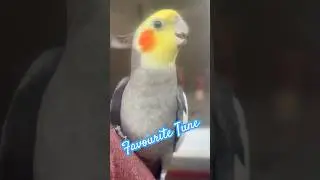 Pepper's Happy Tune 🎵🦜 #CockatielSongs #MusicForKids #PetBirdFun