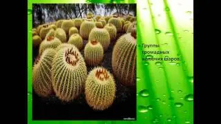 Презентация kaktus