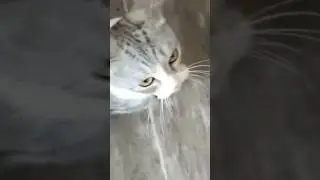 Голодный взгляд профессионала
