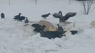 *30 Degrees out doesn't matter to the Ducks!