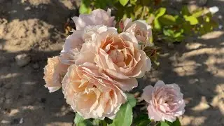 ЦВЕТЕНИЕ РОЗ 2022🌹❤️‍🔥. ЯПОНСКИЕ РОЗЫ ВПЕЧАТЛЯЮТ🥰👍