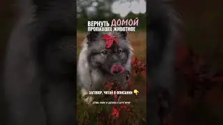 #шортс #numerology #психология ##эзотерика #motivation #магия #питомцы #домашниеживотные #заговор