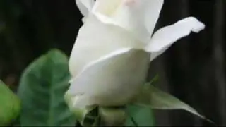 ♥ 