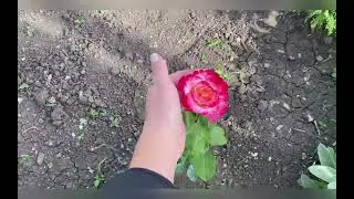 Цветение орхидей в мае июне 2024