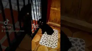 ayuden a lulu 