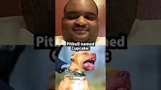 Pitbull named Cupcake: 😈