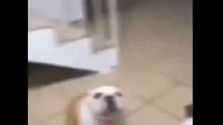 Dog dance and granny