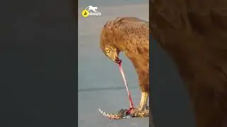 Eagle Eats Snake #videoyoutube #shorts