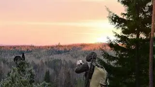 Урал - весна, красивый ток глухаря 