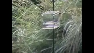 el rio