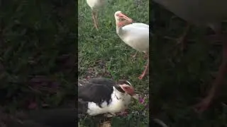 #ibis