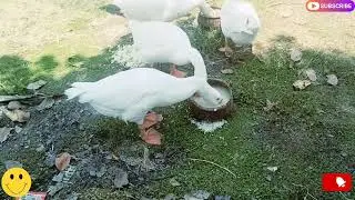 ducks and goose videos #duck eating rice 🌾🍚#💯#cute baby ducks 😅#duckling #duck #trending @itslook369