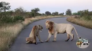 Casper The White Lion The Shy Dreamer