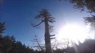 Another Dead Tree Take Down