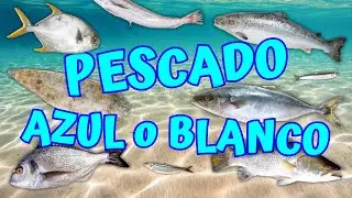 PESCADO AZUL O BLANCO: APRENDE CÓMO DIFERENCIARLOS Y SU VALOR NUTRICIONAL