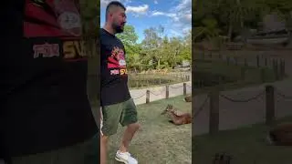 Ручная ловля оленя