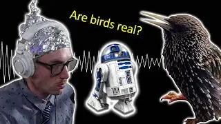 Slow Motion Birds