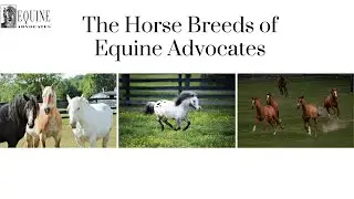 A Guide to Horse Breeds