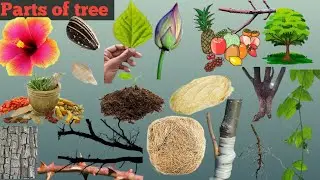 Tree Vocabulary/Tree/Parts of tree in English/Parts of tree in hindi and english with pictures