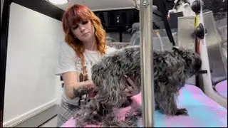 A Day in the Life of a Mobile Dog Groomer