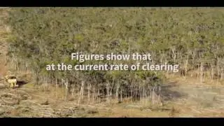 New campaign highlights impact of tree clearing in Australia