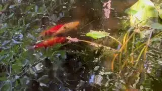 Pond Meditation