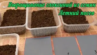 Глоксинии из семян. Летний посев. Присоединяйтесь!