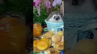 Абрикосовое настроение