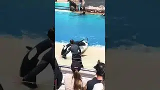 orca #funny #orcasisland #orca #oceanworld #disney #animals #seaworld #seaworld #penguin