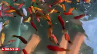 FEEDING OUR MICKEY MOUSE PLATYS 🥰